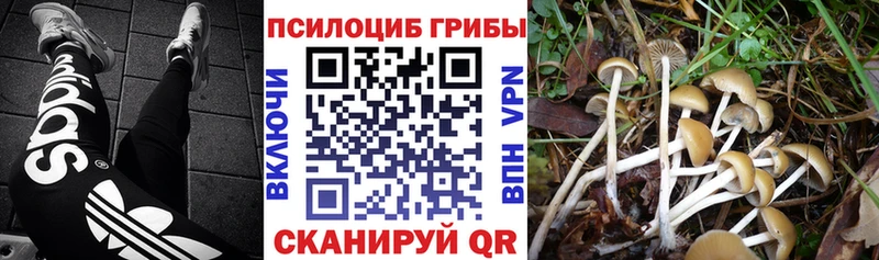 наркотики  нарко площадка официальный сайт  Псилоцибиновые грибы Magic Shrooms  Михайловск 